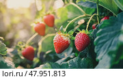 Strawberry. Big ripe Strawberries cluster. Blurred green plantation background. Red sweet berries growing on Strawberry bush in a greenhouse. Many fresh raspberries. Abundance Summer Harvest. Business. Стоковое AI-видео, аниматор Марина Демидюк / Фотобанк Лори