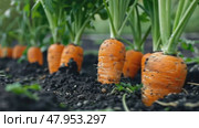 Carrot with bush growing in soil. Homegrown harvest of farm carrots. Carrot plant in vegetable garden. Fresh organic carrot roots. Sustainable eco friendly process of food cultivating. Harvesting. Стоковое AI-видео, аниматор Марина Демидюк / Фотобанк Лори