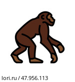 primate ancestors human evolution color icon vector illustration. Стоковая иллюстрация, иллюстратор Vectorwin / Фотобанк Лори