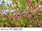 Prunus triloba Multiplex, shrubby cherry, which has double pink flowers,  on sunny spring day. Стоковое фото, фотограф Валерия Попова / Фотобанк Лори