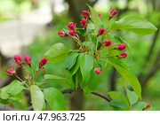Decorative small-fruited apple tree Malus domestica Ola blooms on sunny spring day. Стоковое фото, фотограф Валерия Попова / Фотобанк Лори