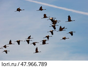 Flock of cranes in flight. Стоковое фото, фотограф Яков Филимонов / Фотобанк Лори
