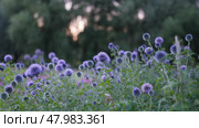 Echinops sphericalus. A closeup shot of Echinops setifer flowers in a garden. Стоковое фото, фотограф Василий Хомчин / Фотобанк Лори