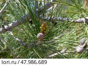 Цветение реликтовой Судакской сосны (сосна Станкевича, лат. Pinus brutia). Крым, апрель. Стоковое фото, фотограф Сергей Рыбин / Фотобанк Лори