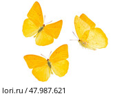 apricot sulphur butterfly. Стоковое фото, фотограф Anastasy Yarmolovich / Фотобанк Лори