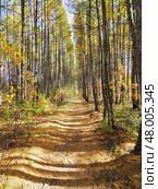 Autumn alley strewn with leaves. The path, surrounded by trees with yellow leaves. Стоковое фото, фотограф Сергей Пристяжнюк (Serg Zastavkin) / Фотобанк Лори