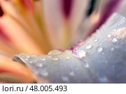 Лепестки азиатской гибридной лилии с каплями воды. Макрофото цветка Lilium Asiatic Hybrids. Цветы под дождём. Стоковое фото, фотограф Евгений Зимин / Фотобанк Лори