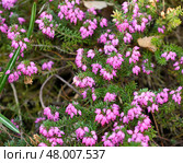 Calluna vulgaris, common heather, ling, or simply heather, sole species in genus Calluna in flowering plant family Ericaceae. Low-growing evergreen shrub. Стоковое фото, фотограф Валерия Попова / Фотобанк Лори