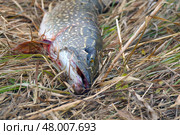 A pike caught on dry autumn grass. Стоковое фото, фотограф Александр Прошкин / Фотобанк Лори