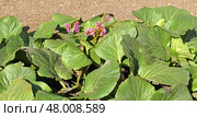Bergenia crassifolia, species of flowering plant of genus Bergenia in family Saxifragaceae. Стоковое фото, фотограф Валерия Попова / Фотобанк Лори