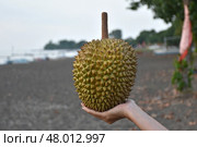 Экзотический фрукт дуриан / Durian Exotic fruit. Стоковое фото, фотограф Сергей Митрофанов / Фотобанк Лори