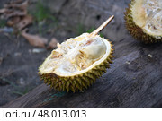 Экзотический фрукт дуриан / Durian Exotic fruit. Стоковое фото, фотограф Сергей Митрофанов / Фотобанк Лори