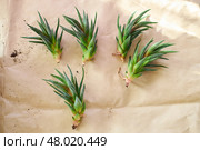 Spring replanting of indoor flowers. Replanting of Haworthiopsis - Haworthia Fasciata or Zebra Aloe plant, separation of new shoots. Стоковое фото, фотограф Ирина Буракова / Фотобанк Лори