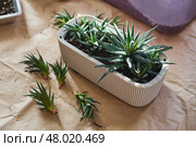 Spring replanting of indoor flowers. Replanting of Haworthiopsis - Haworthia Fasciata or Zebra Aloe plant, separation of new shoots. Стоковое фото, фотограф Ирина Буракова / Фотобанк Лори