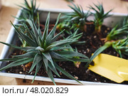 Spring replanting of indoor flowers. Replanting of Haworthiopsis - Haworthia Fasciata or Zebra Aloe plant, separation of new shoots. Стоковое фото, фотограф Ирина Буракова / Фотобанк Лори