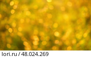 Fall blurred background. Out of focus video footage. Autumn nature leaves Blur background. Sun shines through blowing on wind yellow and orange foliage. Shining sun through a golden fall tree. Стоковое видео, видеограф Марина Демидюк / Фотобанк Лори