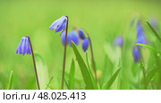 Close-up view of delicate siberian squill flowers emerging from vibrant green grass, showcasing the beauty of springtime renewal and natural growth in a meadow. Стоковое видео, видеограф Ольга Ильина / Фотобанк Лори