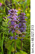Purple Deadnettle (Lamium purpureum) Стоковое фото, фотограф Марина Володько / Фотобанк Лори