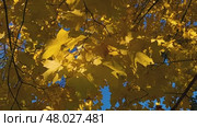 autumn maple branch with golden leaves. rays of the setting sun, Стоковое видео, видеограф Есич Елена / Фотобанк Лори