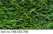 Tokyo, Japan, close-up view of dense thuja thickets, without people, at daytime. Стоковое фото, фотограф Сергей Богомяко / Фотобанк Лори