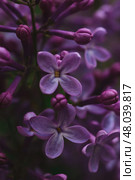 Lilac flowers macro, five-petalled flower. Стоковое фото, фотограф Светлана Денисова / Фотобанк Лори