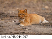 A red-haired cat on a walk on a sunny spring day. Стоковое фото, фотограф ~✿Eлена Челышева(Кочина)✿~ / Фотобанк Лори