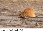 A red-haired cat on a walk on a sunny spring day. Стоковое фото, фотограф ~✿Eлена Челышева(Кочина)✿~ / Фотобанк Лори
