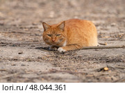 A red-haired cat on a walk on a sunny spring day. Стоковое фото, фотограф ~✿Eлена Челышева(Кочина)✿~ / Фотобанк Лори