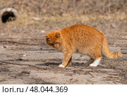 A red-haired cat on a walk on a sunny spring day. Стоковое фото, фотограф ~✿Eлена Челышева(Кочина)✿~ / Фотобанк Лори