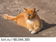 A red-haired cat on a walk on a sunny spring day. Стоковое фото, фотограф ~✿Eлена Челышева(Кочина)✿~ / Фотобанк Лори