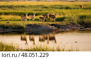 ducks prairie pothole marsh ai generated. Стоковое AI-изображение, AI-художник Vectorwin / Фотобанк Лори