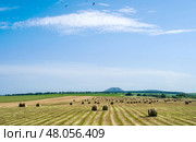 Rural landscape. Harvested hay in rows waiting to be baled. Mown hay in a field. Hay windrows in a field. Стоковое фото, фотограф Андреева Тамара Викторовна / Фотобанк Лори