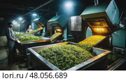 Tea leaves processing in a modern factory, workers overseeing production. Стоковое AI-видео, аниматор Юрий Поздников / Фотобанк Лори
