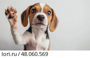 A cute little puppy raising one paw and looking up at the camera. creative banner with copy space. Милый маленький щенок поднимает одну лапу и смотрит в камеру. креативный баннер. Стоковое AI-изображение, AI-художник Katsiaryna Repich / Фотобанк Лори