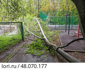 Последствия снегопада 2 мая 2025 года. Упавшее под тяжестью снега дерево. Парк "Дубки", Новые Химки. Стоковое фото, фотограф Александр Замараев / Фотобанк Лори