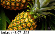 juicy pineaple pineapple fruit ai generated. Стоковое AI-изображение, AI-художник Vectorwin / Фотобанк Лори