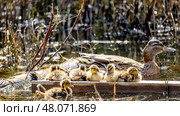 Yellow ducklings on the pond bask in the sun. Стоковое фото, фотограф Igor Skripachev / Фотобанк Лори