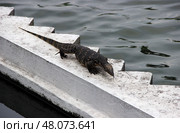 Варан карабкается по бетонным ступеням возле воды  Monitor Lizard Climbing Concrete Steps Near Water. Стоковое фото, фотограф Соболева Наталия / Фотобанк Лори