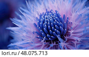 center blue thistle ai generated. Стоковое AI-изображение, AI-художник Vectorwin / Фотобанк Лори