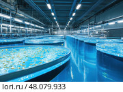 A high-tech fish hatchery houses rows of transparent incubation tanks, showcasing cutting-edge aquaculture technology. The crystal-clear water emphasizes a pristine and controlled environment for fish breeding. Стоковое AI-изображение, AI-художник Nart / Фотобанк Лори