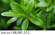 rosemary essential oil plant ai generated. Стоковое AI-изображение, AI-художник Vectorwin / Фотобанк Лори