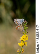 Two beautiful, bright, delicate butterflies (Plebeius argus) close-up. Стоковое фото, фотограф Татьяна Ляпи / Фотобанк Лори