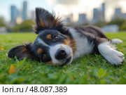 Young Border Collie rolling on fresh green grass in a city park visuals. Молодой бордер-колли катается на свежей зеленой траве в городском парке.собака. Стоковое AI-изображение, AI-художник Katsiaryna Repich / Фотобанк Лори