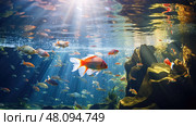 swim fish in lake ai generated. Стоковое AI-изображение, AI-художник Vectorwin / Фотобанк Лори