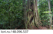 Vegetation of the tropical rain forest. A thick tree trunk wrapped with vines of Ficus strangler. Thickets of green jungle bushes all around. Fallen dry leaves on the ground. Malaysia. Borneo.Sandakan. Стоковое фото, фотограф Вера Ивановна Кубарева / Фотобанк Лори