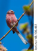 Урагус (Carpodacus sibiricus) — певчая птица семейства вьюрковых. Стоковое фото, фотограф Бородкин Андрей / Фотобанк Лори