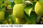 fruit osage orange tree ai generated. Стоковое AI-изображение, AI-художник Vectorwin / Фотобанк Лори