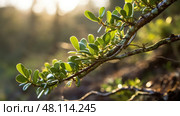 host mistletoe plant ai generated. Стоковое AI-изображение, AI-художник Vectorwin / Фотобанк Лори
