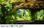 trellis plant vines ai generated. Стоковое AI-изображение, AI-художник Vectorwin / Фотобанк Лори