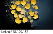 pd leaf floating on water ai generated. Стоковое AI-изображение, AI-художник Vectorwin / Фотобанк Лори